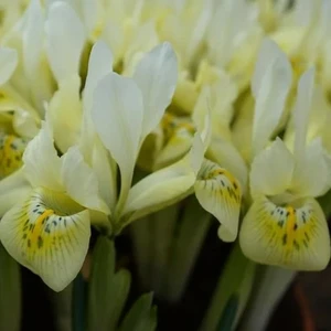 Iris reticulata 'Katharine's Gold'
