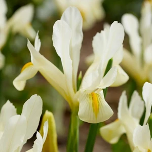 Iris reticulata 'Louise'