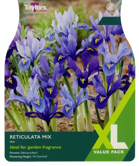 Iris reticulata Mix