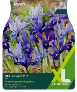 Iris reticulata Mix