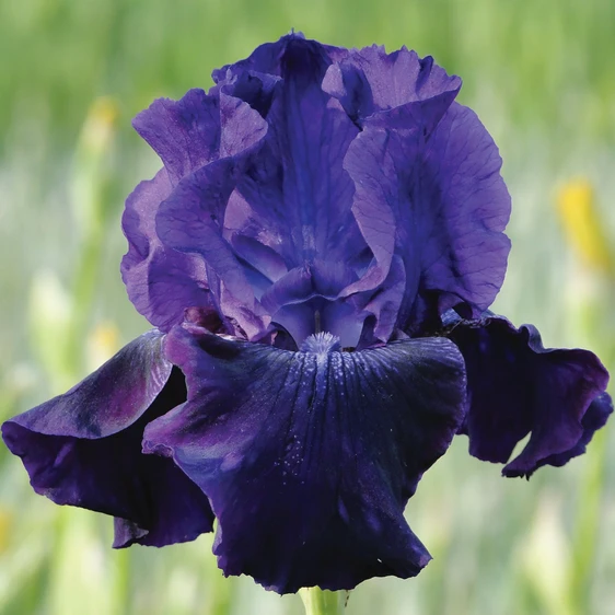 Picture - Ball Horticultural