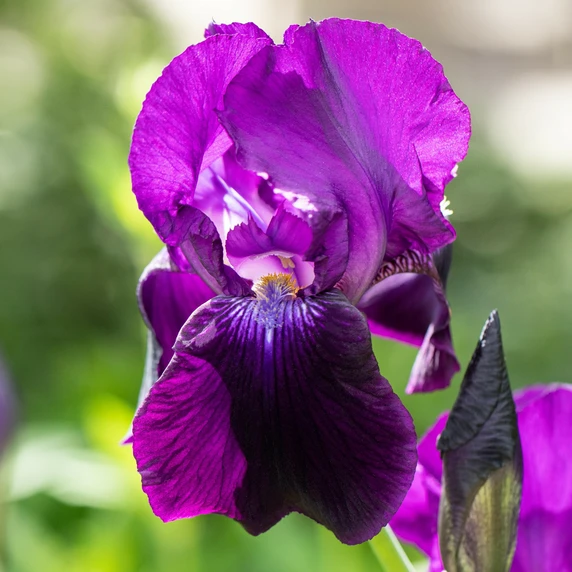 Iris germanica 'Sable' 1L