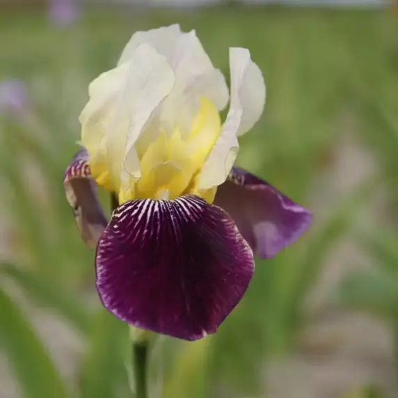 Iris germanica ‘Salonique’