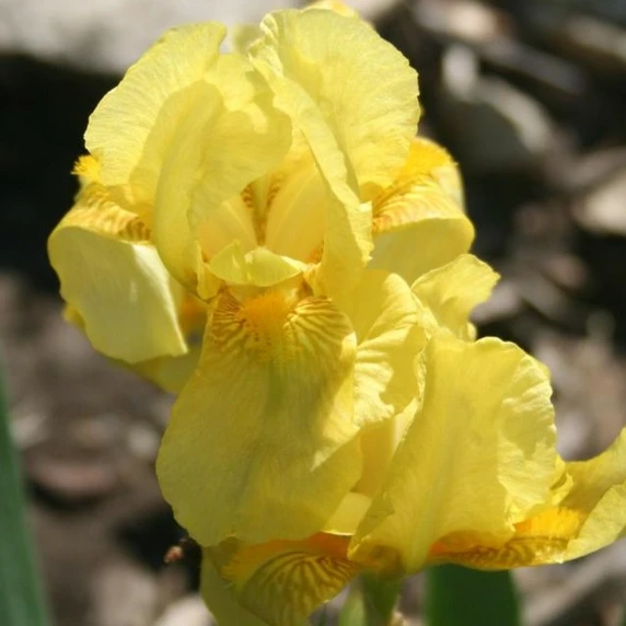 Iris germanica 'Sangreal'