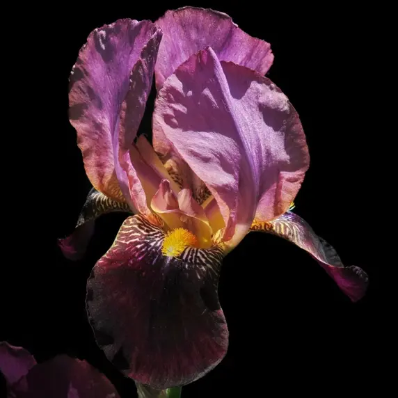 Iris germanica 'Senlac'
