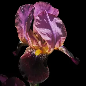Iris germanica 'Senlac'