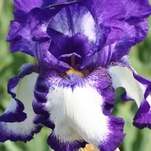 Iris 'Stepping Out'