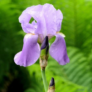 Iris germanica 'Susan Bliss'