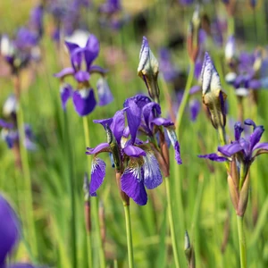 Iris sibirica 'Tropic Night'