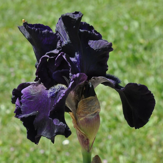 Iris germanica 'Tuxedo'