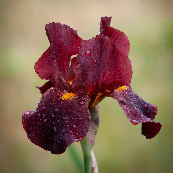 Iris germanica 'War Chief' - image 2