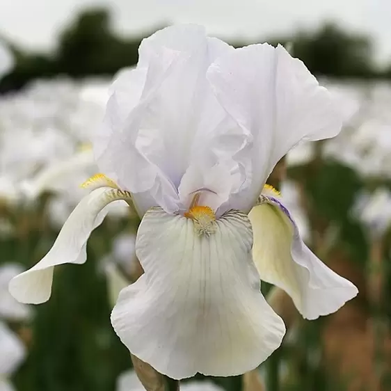 Iris germanica 'White City'