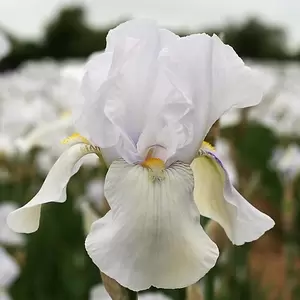 Iris germanica 'White City'