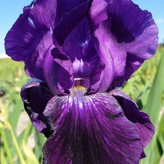 Iris germanica 'Wild Missouri'