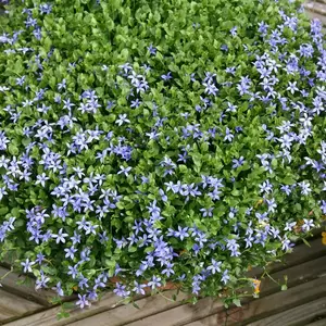 Isotoma 'Fairy Carpet' 9cm