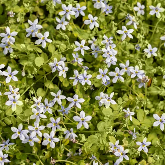 Isotoma fluviatilis - image 1