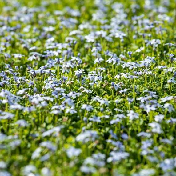 Isotoma fluviatilis - image 2