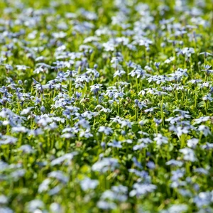 Isotoma fluviatilis - image 2