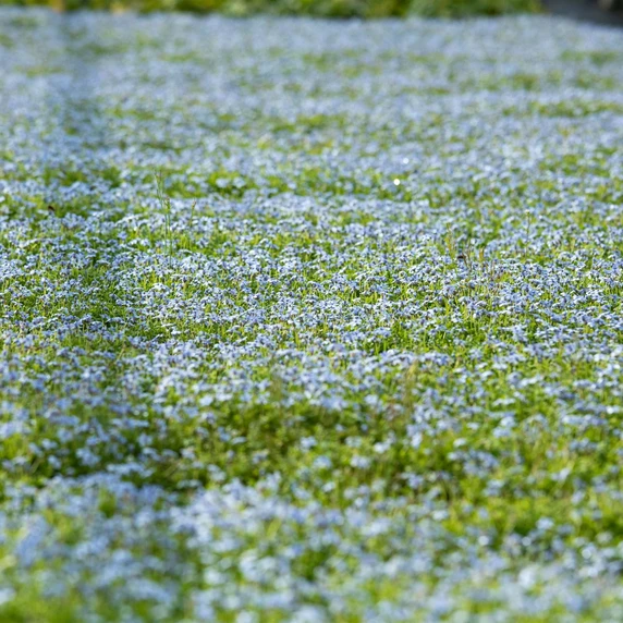 Isotoma fluviatilis - image 3