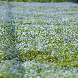 Isotoma fluviatilis - image 3