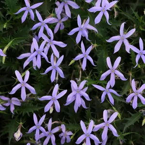 Picture - Ball Horticultural