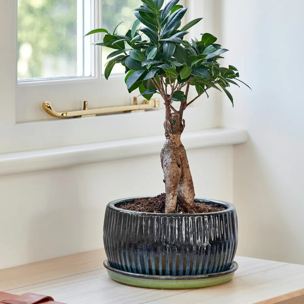 Ivyline Bonsai Round Emerald Planter - Medium - Cowell's Garden Centre |  Woolsington