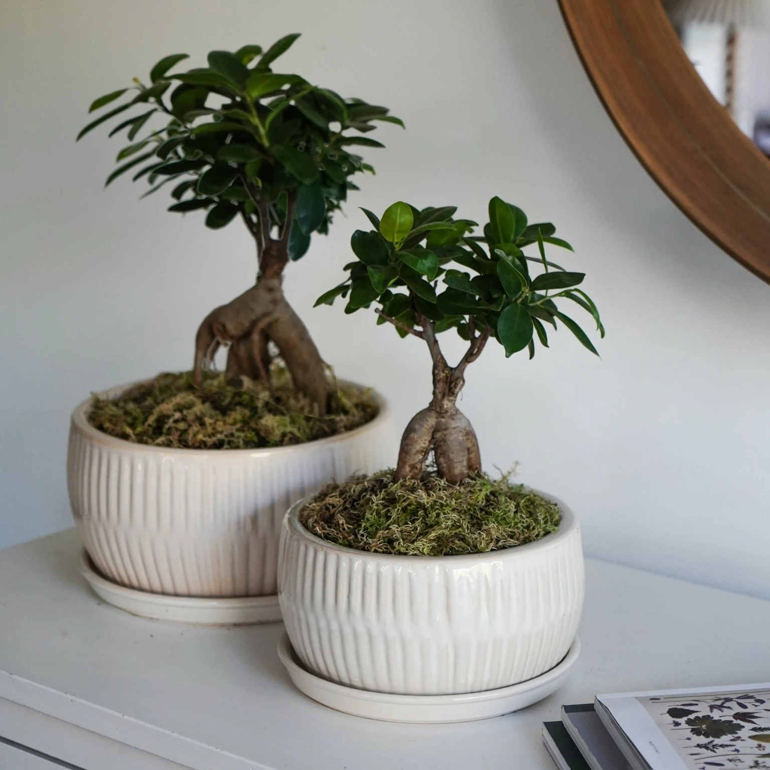Ivyline Bonsai Round White Planter - Large - Cowell's Garden Centre |  Woolsington
