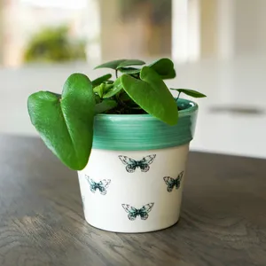 Ivyline Butterfly Cacti Planter - Small - image 1