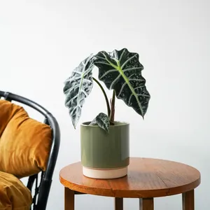 Ivyline Eno Green Pot - Extra Small - image 2