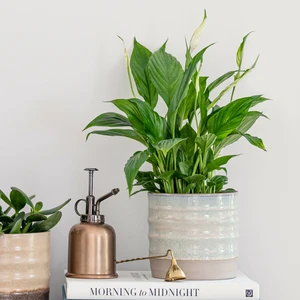 Ivyline Gia Ice White Planter - Small - image 1