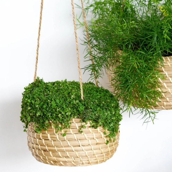 Ivyline Hanging Seagrass Planter Ø22cm - image 2