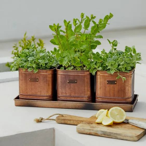 Ivyline Herb Planters With Tray  - image 1