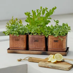 Ivyline Herb Planters With Tray  - image 1