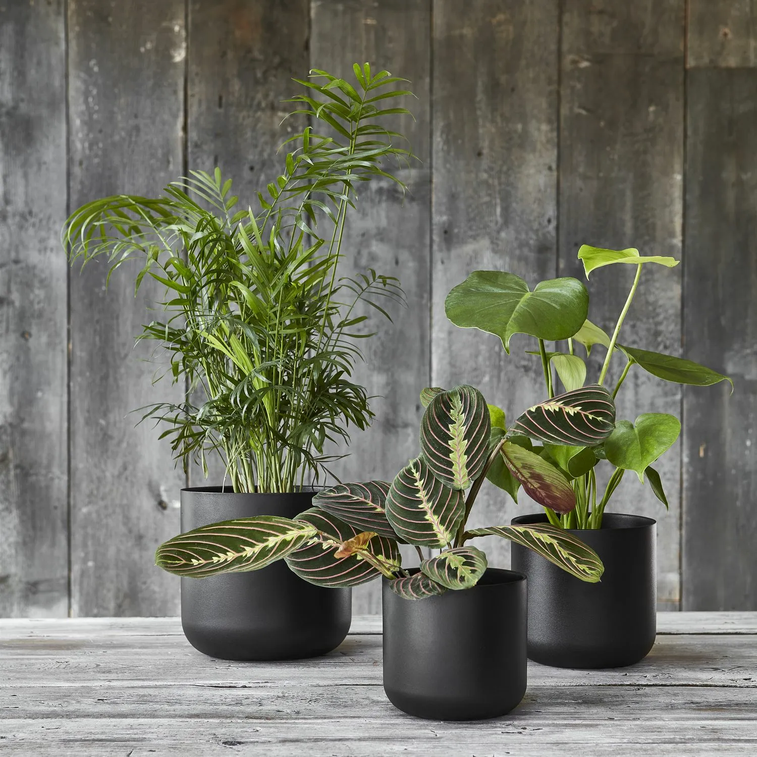 Bien POT BLACK エディション10 Ivyline Lisbon Anthracite Planter Ø11cm - Cowell's Garden Centre