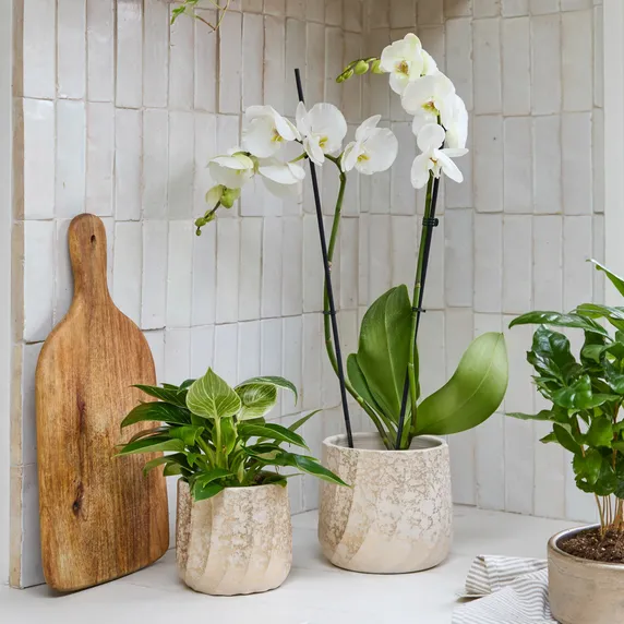 Ivyline Mae Gold Planter Ø13cm - image 1