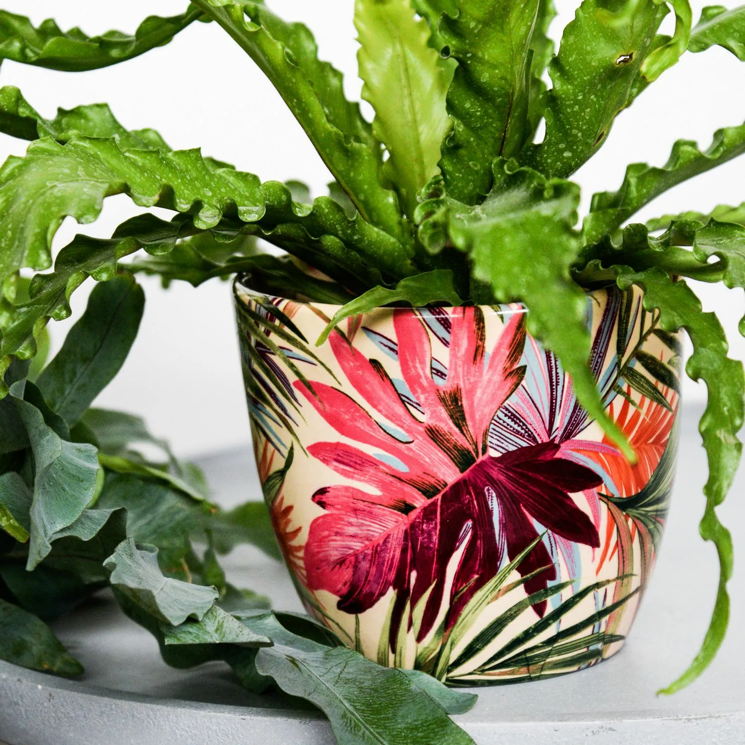 Ivyline Monza Tropical Vaso Per Piante 15,5 Cm – Smaltato, Impermeabile, Colore Fucsia