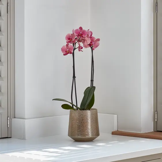 Ivyline Opulent Gold Planter - image 1