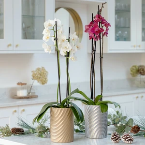 Ivyline Orchid Cylinder Gold Planter - image 2