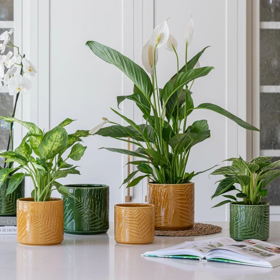 Ivyline Orla Mustard Fern Planter - Large - image 2