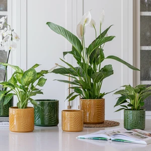 Ivyline Orla Mustard Fern Planter - Large - image 2