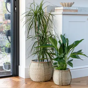 Ivyline Pando Seagrass Basket Planter Ø22cm - image 1