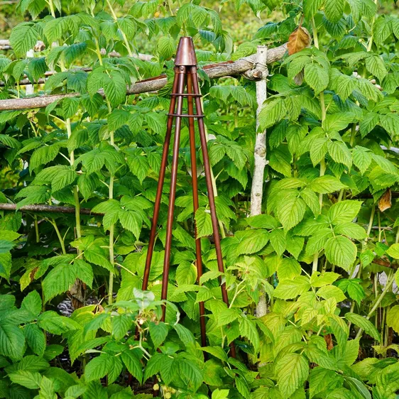 Ivyline Plant Climber Tripod - Bronze - image 1