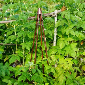 Ivyline Plant Climber Tripod - Bronze