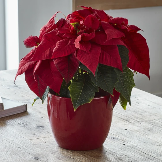 Ivyline Bordeaux Poinsettia Planter 20cm - image 1