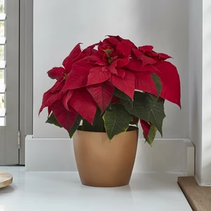 Ivyline Gold Poinsettia Planter 14cm