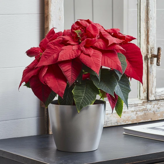 Ivyline Silver Poinsettia Planter 14cm