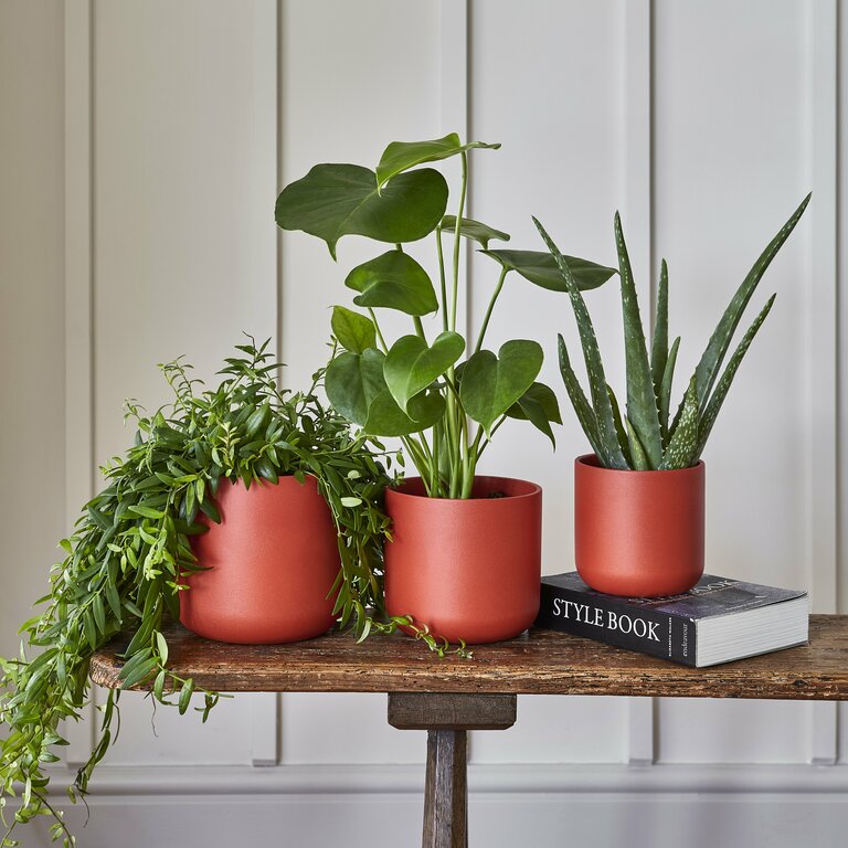 Ivyline 14cm Olive Clovelly Pot