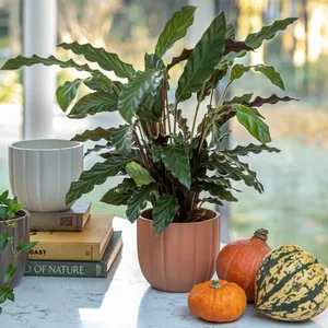 Ivyline Pumpkin Ridged Planter - Orange - image 2