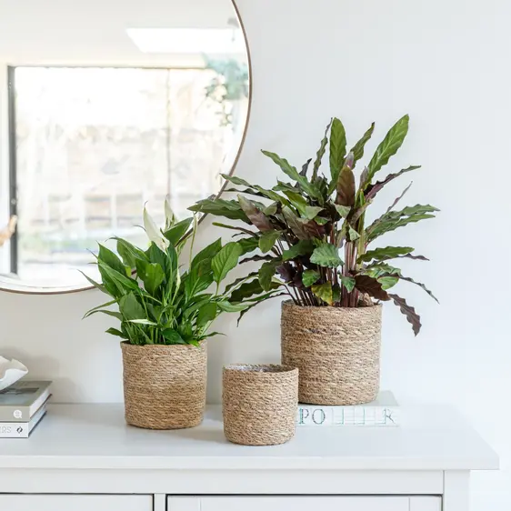 Ivyline Theo Natural Basket Planter 13cm
