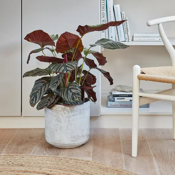 Ivyline Tivoli Cement Planter 16cm - image 2